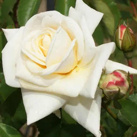 Haus Edeltraud Mellau