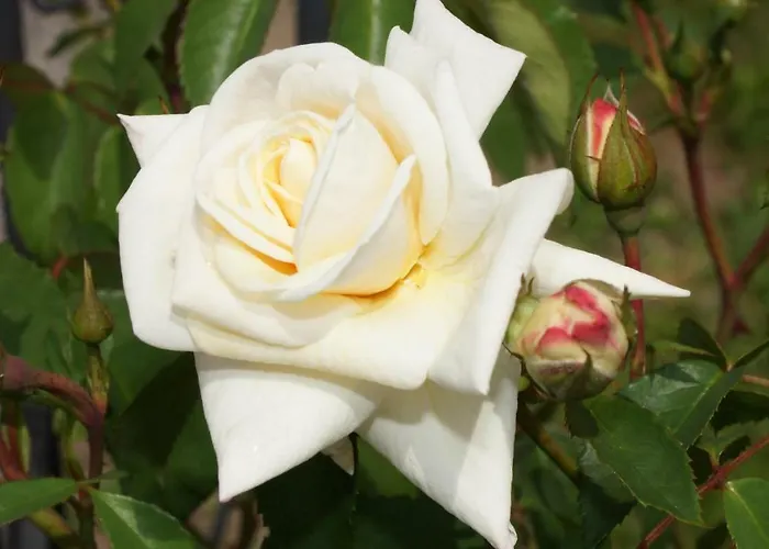 Haus Edeltraud Mellau